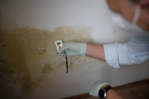 Best Mold Odor Removal Services  in Warrensburg, MO